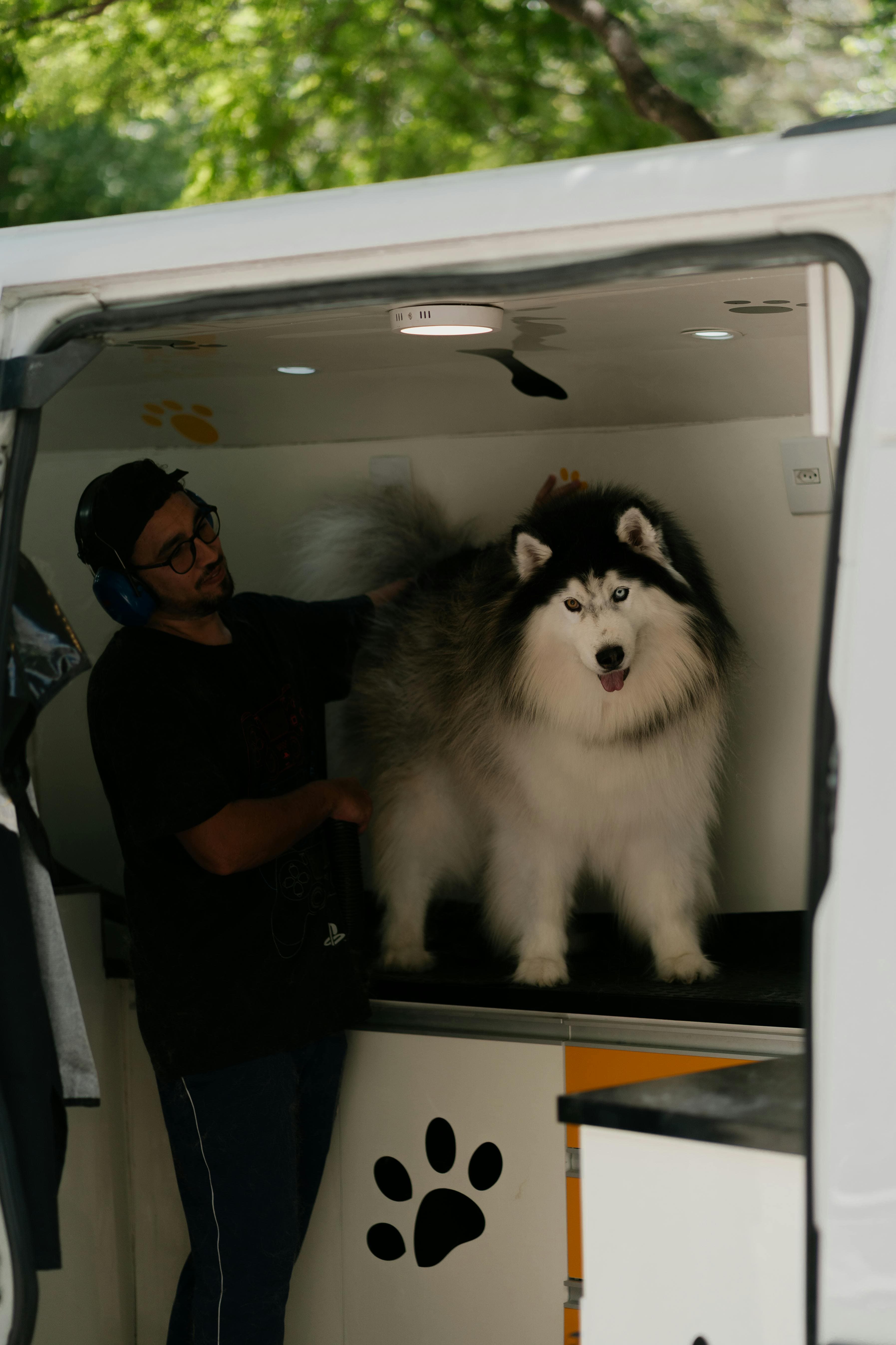 Solo mobile groomer working on an Alaskan Malamute inside his mobile grooming van, parked under trees on a residential street.